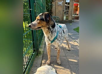 ♥LILLI♥ am 13.7. bei Tiere suchen ein Zuhause-so liebe, sanfte Seele mit dem besonderen Äußeren 55cm