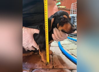Marvin, geboren 25.03.2025, 24cm sucht seine Familie