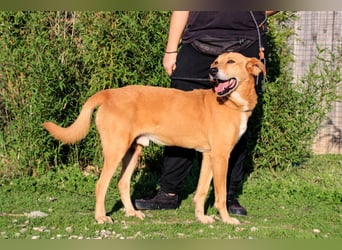 Mr John, Mix Labrador / Rafeiro Alentejano, lieb und verträglich