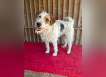 Fredi, Foxterrier-Mix, Rüde, geb. am 01.01.2024, 42 cm