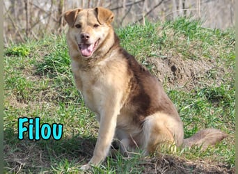Filou 04/2022 - lebensfroher, unglaublich netter Hund sucht Menschen mit Herz!