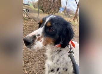 Milo - freundlicher Setter sucht sein Für-immer-Zuhause