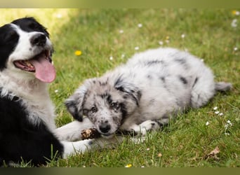 Süße Border Collie -Mudi mix Welpen