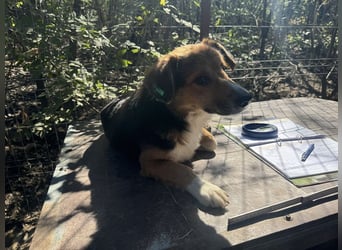 ♥MORITZ♥ wunderschöner kleiner Sonnenschein, der sich unter den großen Hunden behaupten muss 40 cm