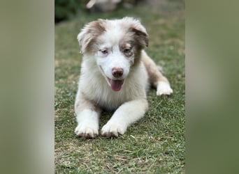 Tolle Australian Shepherd Welpen suchen Ihre Herzenfank