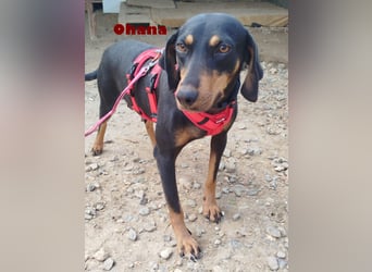 Ohana,geb.03/24,liebes Brackenmädchen sucht ihre Famiie