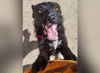 Verspielter ELVIS- sucht Zuhause für immer