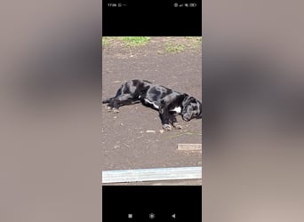 Nika - Mischling aus  Labrador und Spaniel sucht ein echtes Zuhause.