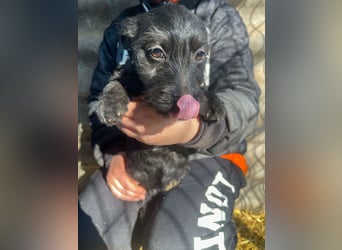 Zizi-LM, verspielte Maus sucht Zuhause