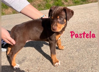 Pastela 12/2024 (ESP) - verspielte, kleine Bodeguero-Pinscher-Mix Welpin!