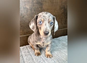 Zwerg Dackel Welpen in besonderen Farben (blue / choco / Harlekin) suchen tolles Zuhause