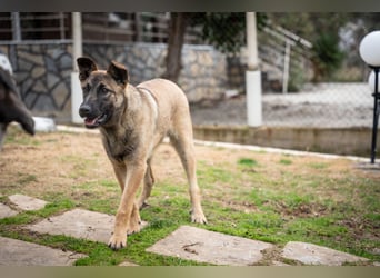Nala - sportlich und freundlich