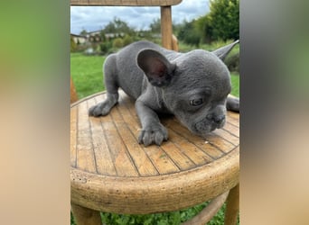 Französische Bulldogge