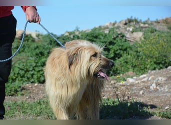 Nori, Briard-Gos d atura Mix Bube sucht ländliches Körbchen