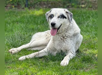 Snow, geb. ca. 06/2023, lebt auf einer Pflegestelle in 47652 Weeze