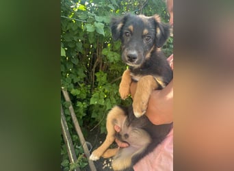 Bruno, geboren 03.2025, 36cm sucht seine Chance