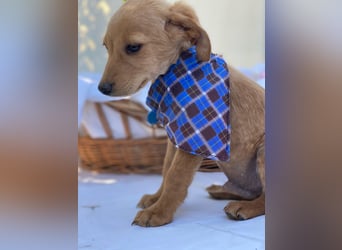 Zsebi LM - Zuhause gesucht – Neun kleine Hundekinder auf großer Mission