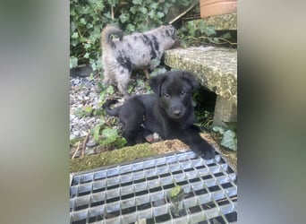 Süße Border Collie -Mudi mix Welpen