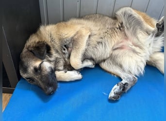 Süßer Cody(1 Jahr/53 cm/15 kg) sucht liebevolles Zuhause