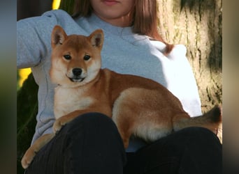 Shiba Inu beautiful puppies