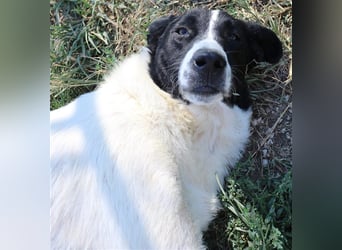 Rubin, geb. ca. 03/2019, lebt in GRIECHENLAND, im städt. Tierheim Serres