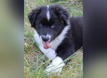 Australian Shepherd Welpe (reinrassig)