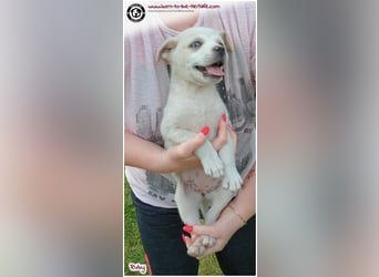 Welpenmädchen Ruby sucht ein Zuhause
