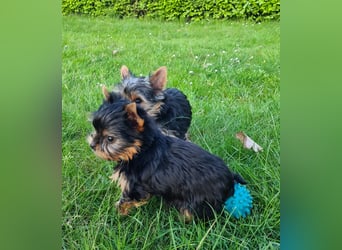 Yorkshire-Terrier Welpen,  reinrassig mit Ahnentafel sofort abgabebereit