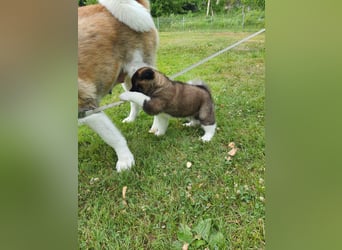 Amerikanische Akita