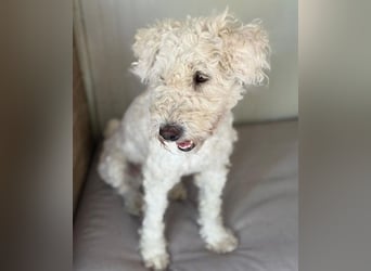 ❤️ zarte Hundeseele LUNA - 3,5 Jahre, 45cm - Puli-Mix