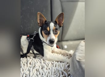 Ratón ✨ in Deutschland auf Pflegestelle