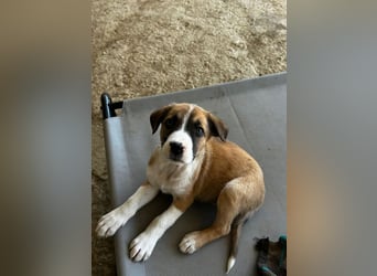 Ragnar, bereits auf PS in DE 53925 Kall /NRW, sucht Traumzuhause!