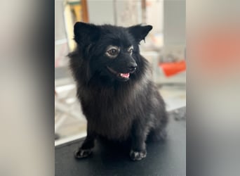 Pomeranians Magic Merlin und Chinita suchen gemeinsames Zuhause