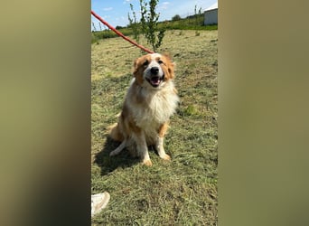 Wunderschöner „Hope“ Collie Mix ca. 6 Jahre auf der Suche nach dem Glück