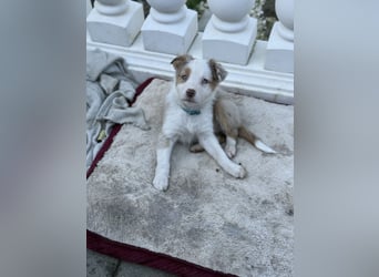 Wunderschöne Border-Collie Welpen (Merle+Braun) ABGABEBEREIT