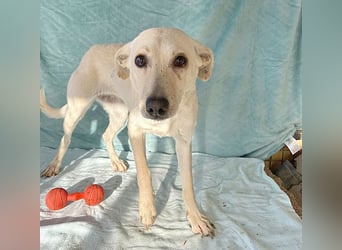 ❤️ wunderschöne LISA - 1,5 Jahre, 42cm/12kg - Mischling