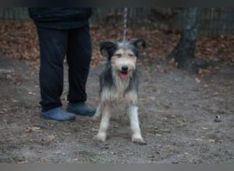 Update: MERLIN- auf PS in mit ÜO in 31603 Diepenau