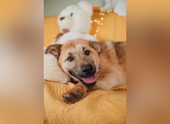 Hundemädchen Mila sucht Familie