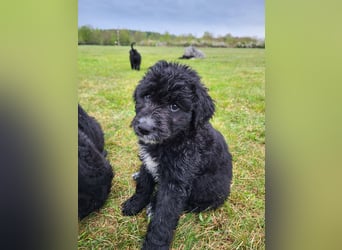 Bergamasker Barbet Mix Doodle Bergamasco Franz. Wasserhund Bergadoodle für Allergiker nicht haarend