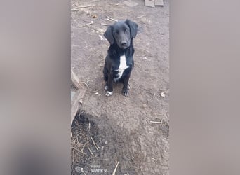Nika - Mischling aus  Labrador und Spaniel sucht ein echtes Zuhause.