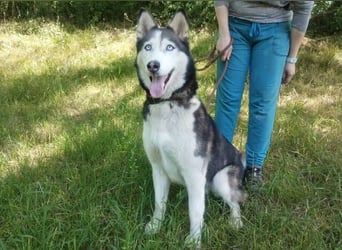 Akira, Husky