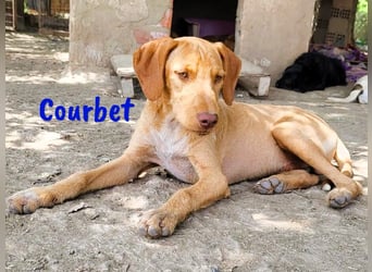 Courbet 11/2022 (ESP) - verspielter, hübscher Jagdhund-Mix Junghund!