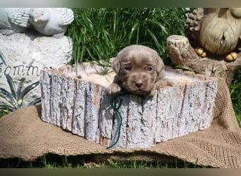Labrador Welpen mit Ahnenpass