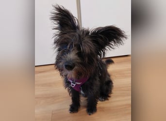Lulu ❤️ wartet in 27751 Delmenhorst
