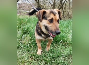 Clyde, Dackel - Schäferhund Mischling