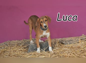 Schleifen Sie Luca zum Goldschatz?