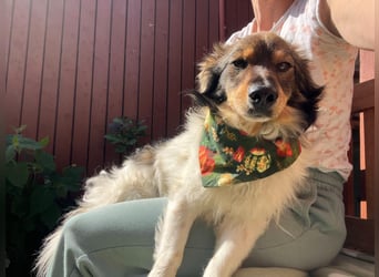 Aiko SR – entspannter Kuschelbär sucht liebevolles Zuhause