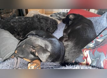 Leyla aktiver Jagdterrier Mischling Hündin sucht Zuhause für immmer