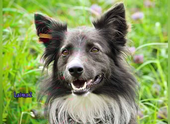 Laima2 01/2021 - sportliche und aufmerksame, wunderschöne Border-Collie-Mix Hündin!