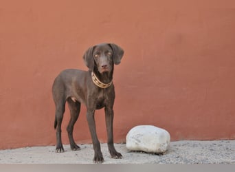 Sind Sie für Duco die richtigen?